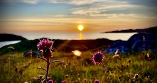 Scottish Thistle in foreground of sunset over Achmelvic Bay